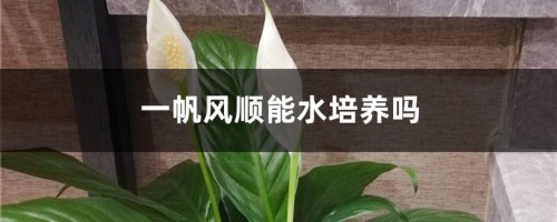 一帆风顺能水培养吗，水培养护方法